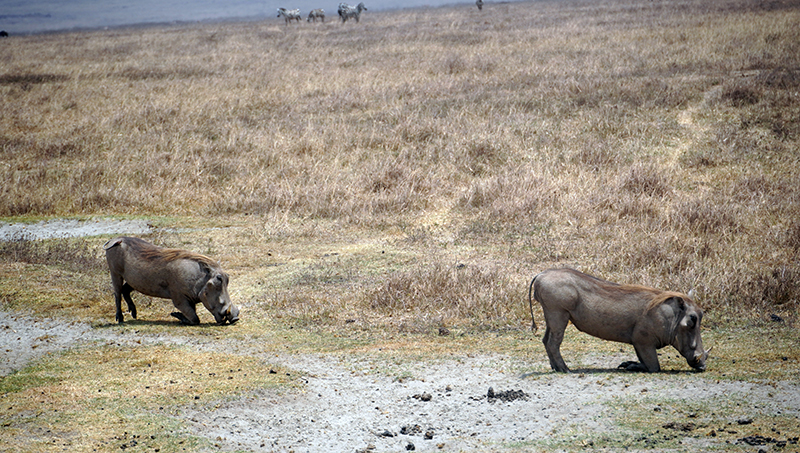 Ngorongoro, divlje svinje, Pumba
